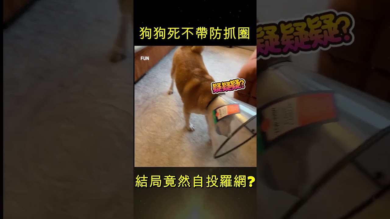 狗狗死不戴防抓圈？結果自己套進去XDD