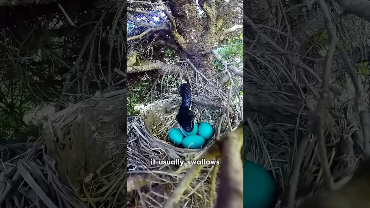 How Smart Is This Bird ?