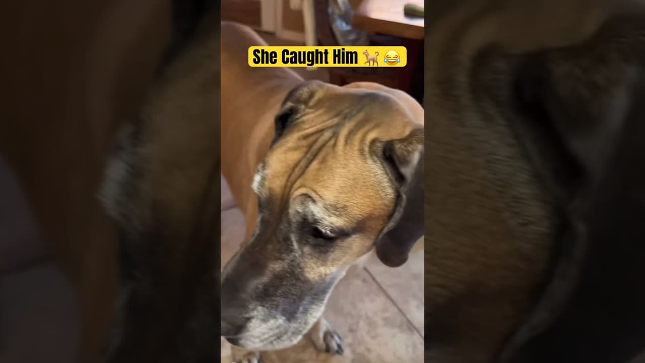 She Caught her Dog in the pantry #subscribe #dogshorts #viralvideo #dogvideos