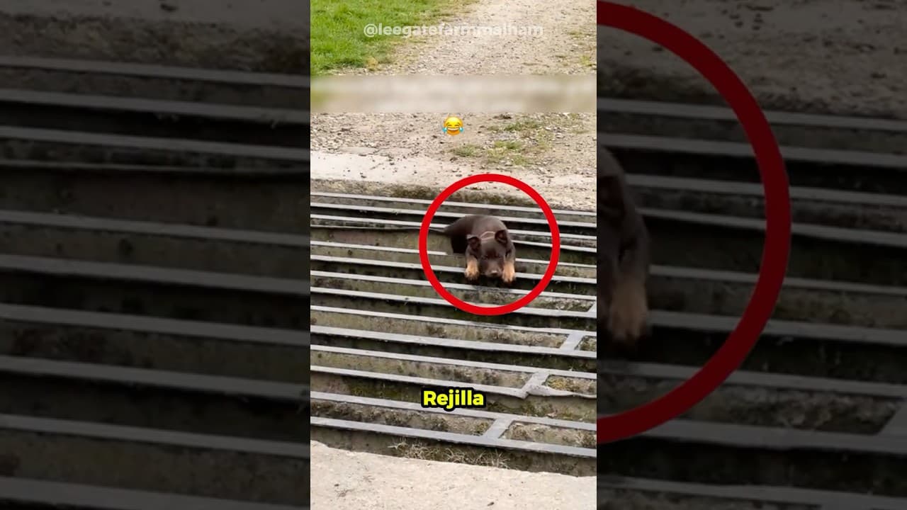 Su Perro Se Resbaló… Y Lo Que Pasó Después Sorprendió A Todos 🐕😱