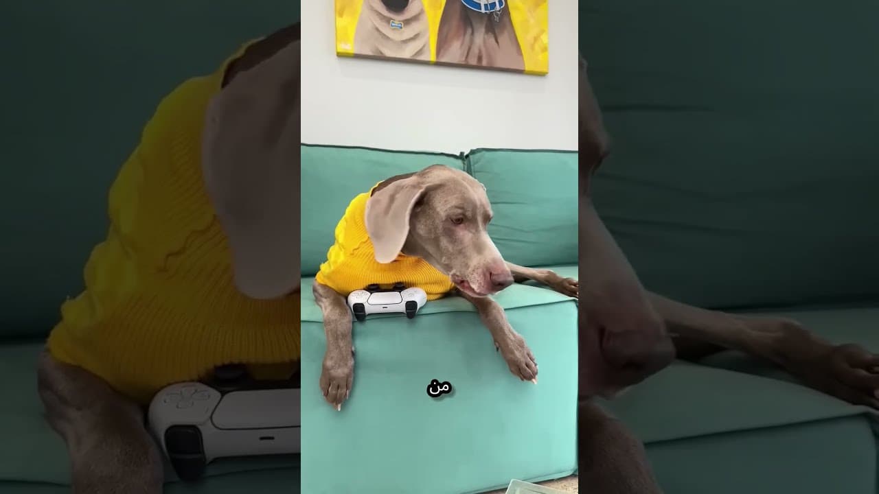 الصديق البريء الذي كاد يعود إلى الغابة بسبب خدعة ذكية 😱 #shortvideo