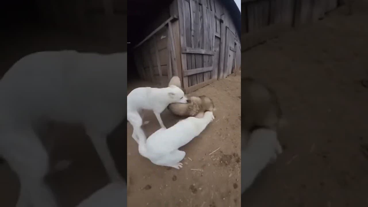 Волк Выскочил из Сарая и Напал на Человека — Два Алабая Спасли Хозяина! Реальная Съёмка