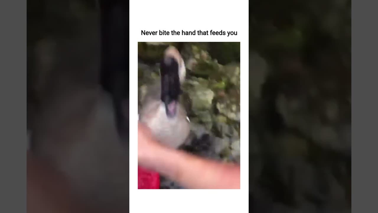 that is not his first time #memes #funny #shorts