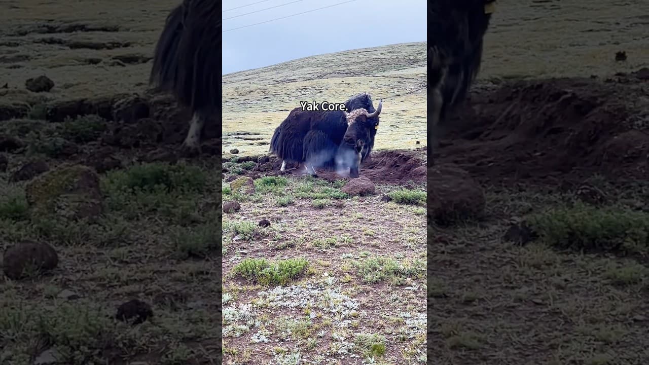Yak Core#yak #cow #fyp #funny #pov
