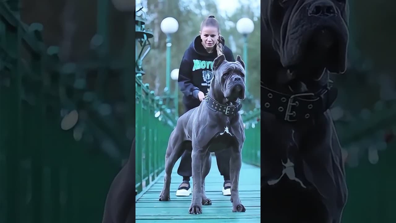 MONTAGEM COMA VIRAL SOUND ON YOUTUBE #dog #puppy #dogcoach #dogtraining #TYPEDOG #viral #fyp