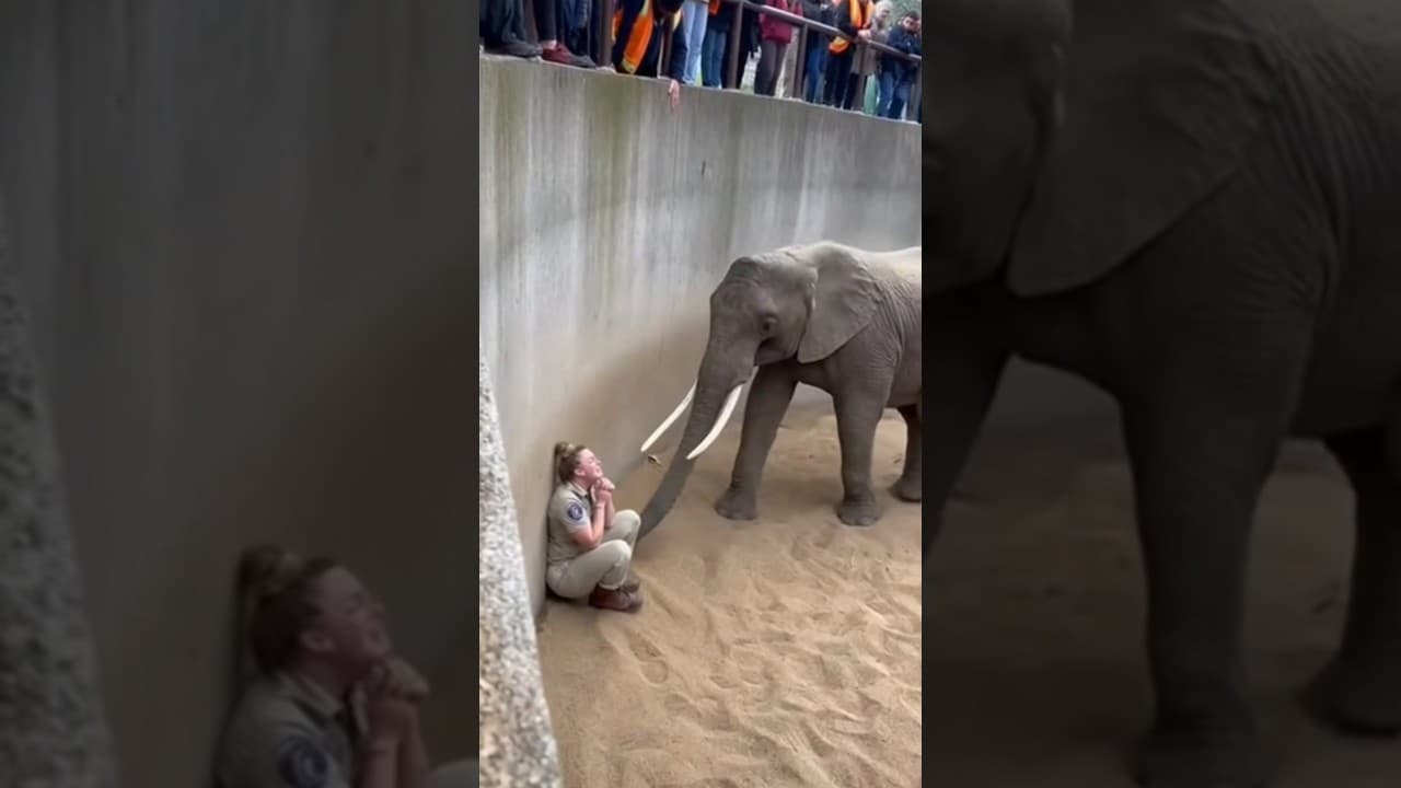 Kind elephant saved woman!