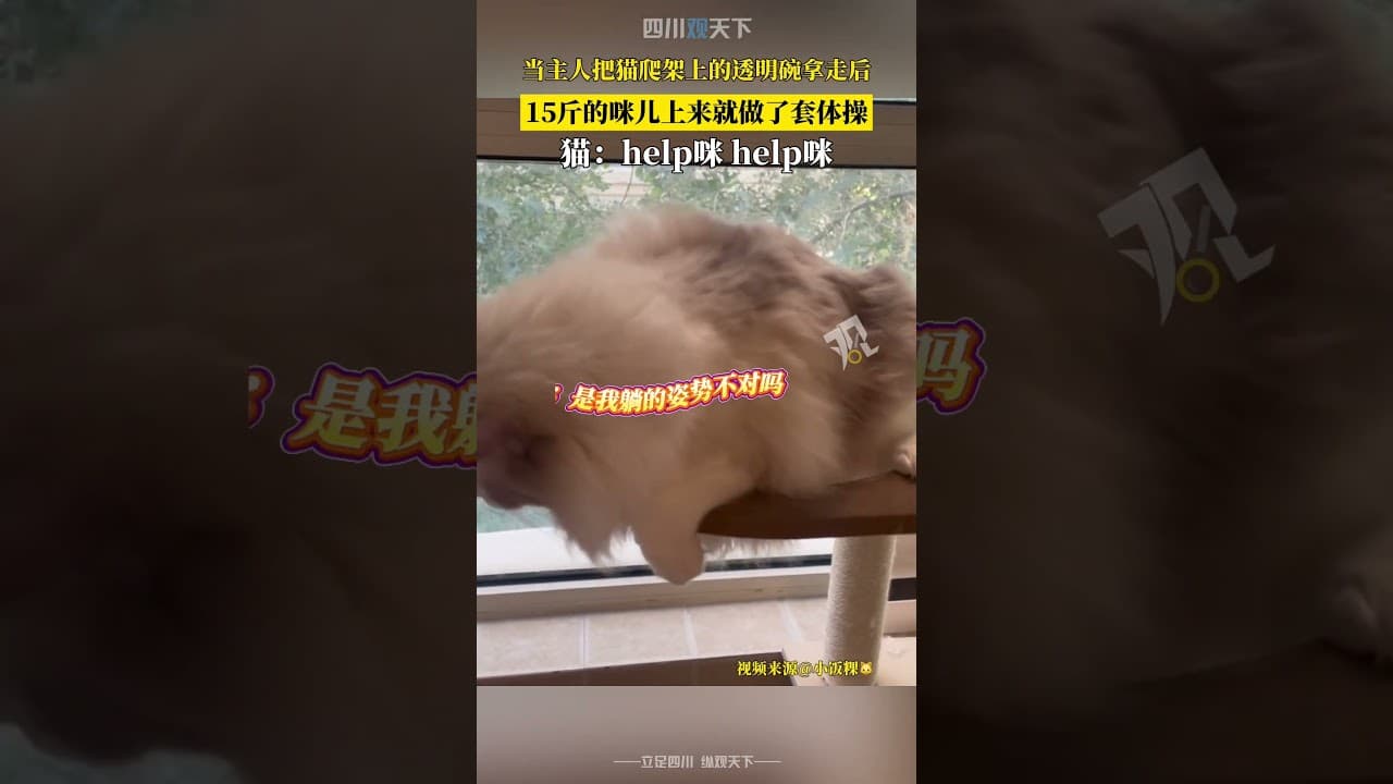 help咪！當主人把貓爬架上的透明碗拿走，小貓上來就做了套體操！