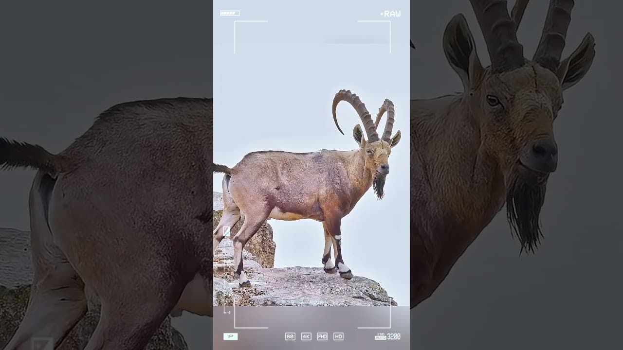 The Golden Eagle: The Ibex's only captor. #animals #shorts #fypシ