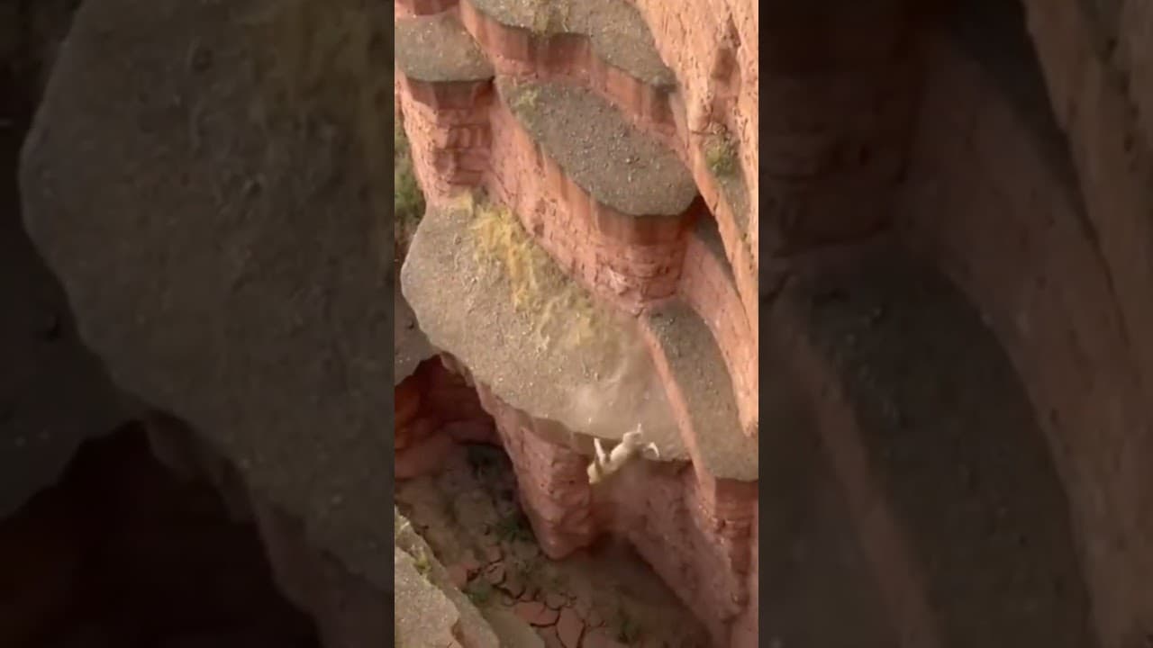 Revenge of a Mountain Goat: Lion Kicked into the Ravine After Killing Her Child