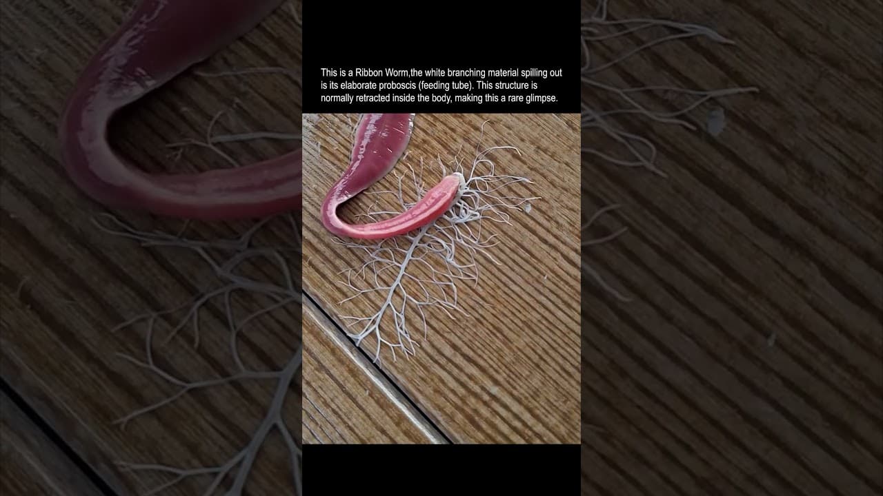 WHAT is this alien anatomy?! 🔬