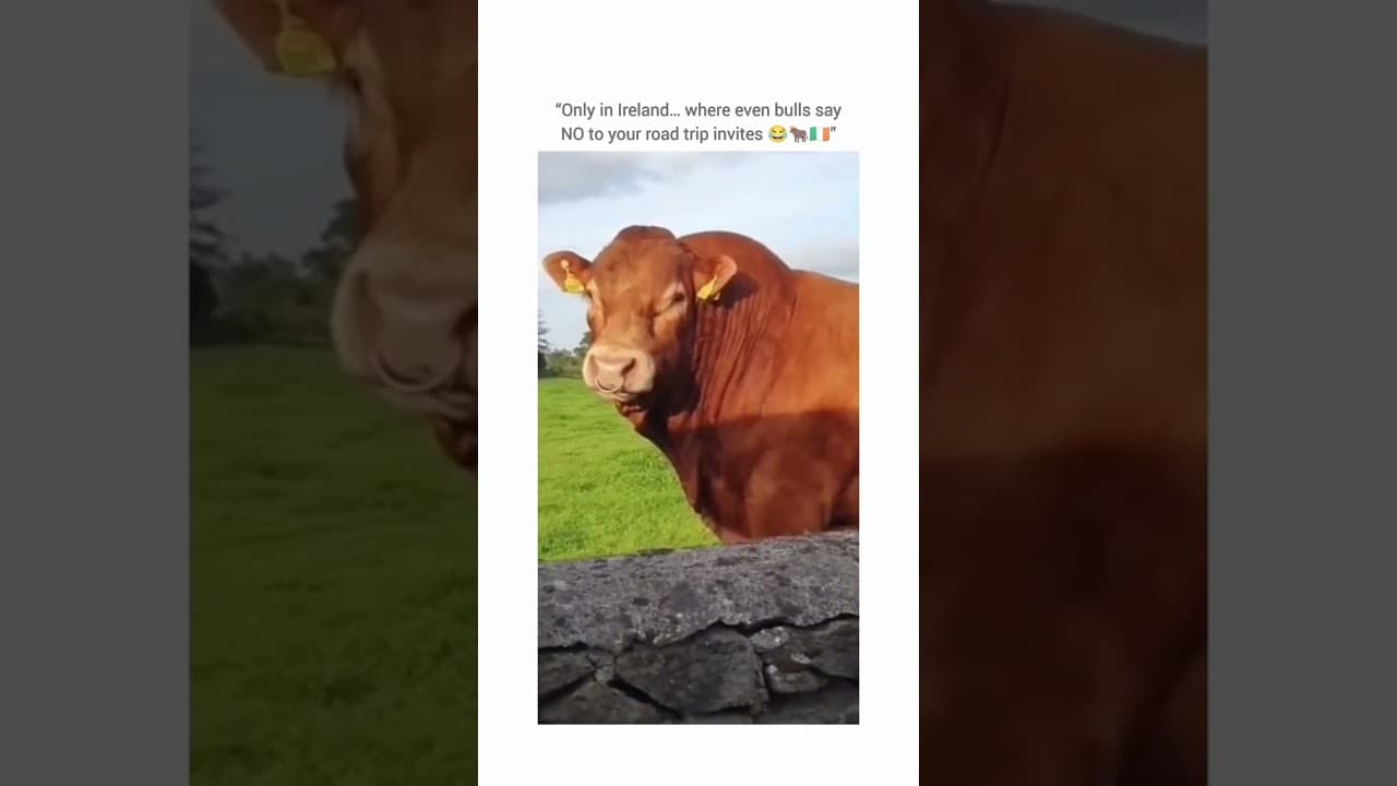 Only in Ireland…where even the bulls say no to your road trip invites 🇮🇪 🐂 🤣