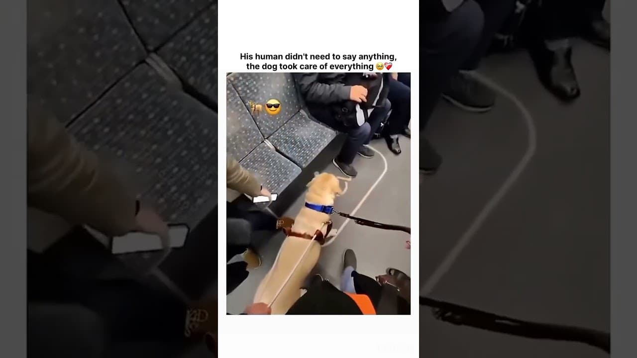 His human didn't need to say anything, the dog took care of everything 🥹❤️‍🩹