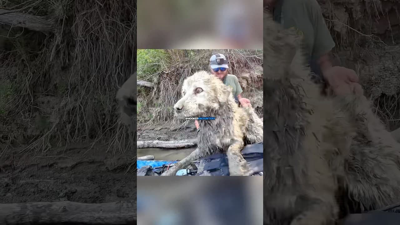 Lost Dog Was Stuck In The Mud 🥺