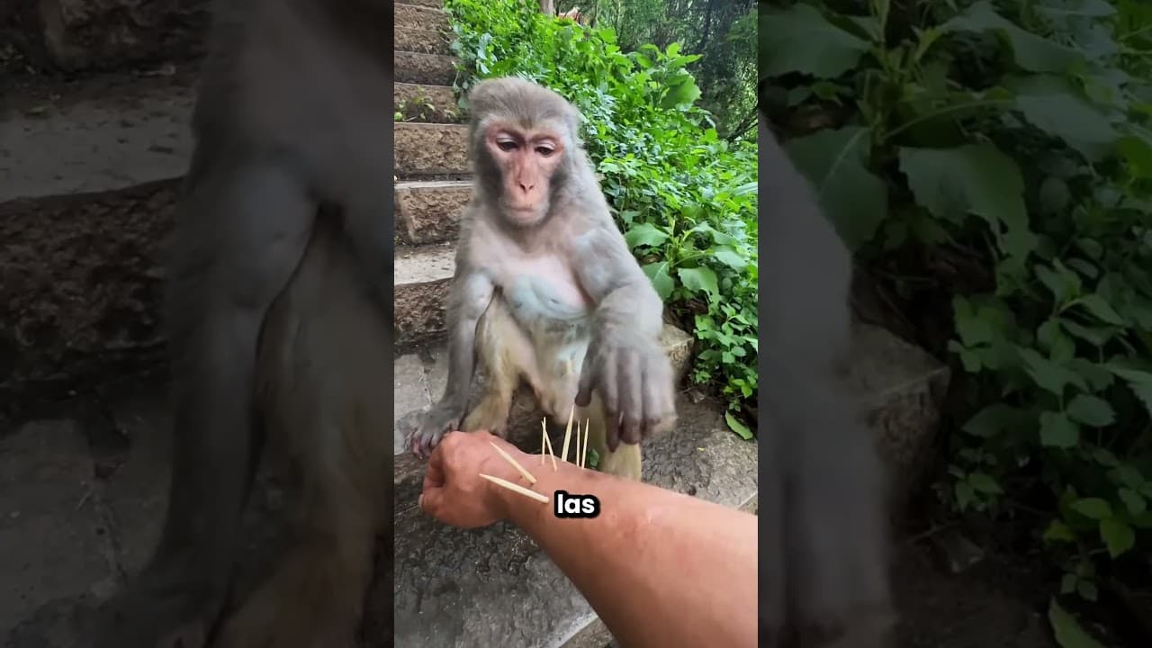 El Mono Sacó Todas Las Espinas 😲🤩
