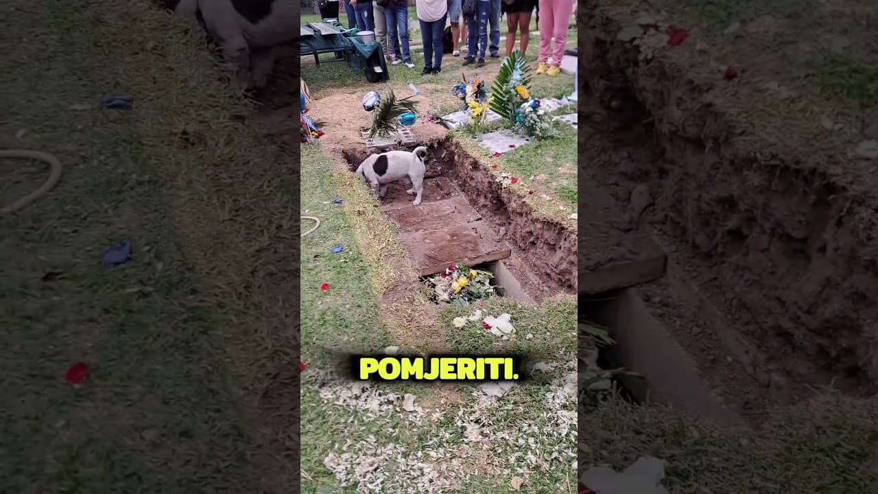 Odbio Je Da Napusti Grob Svog Vlasnika 🐶💔