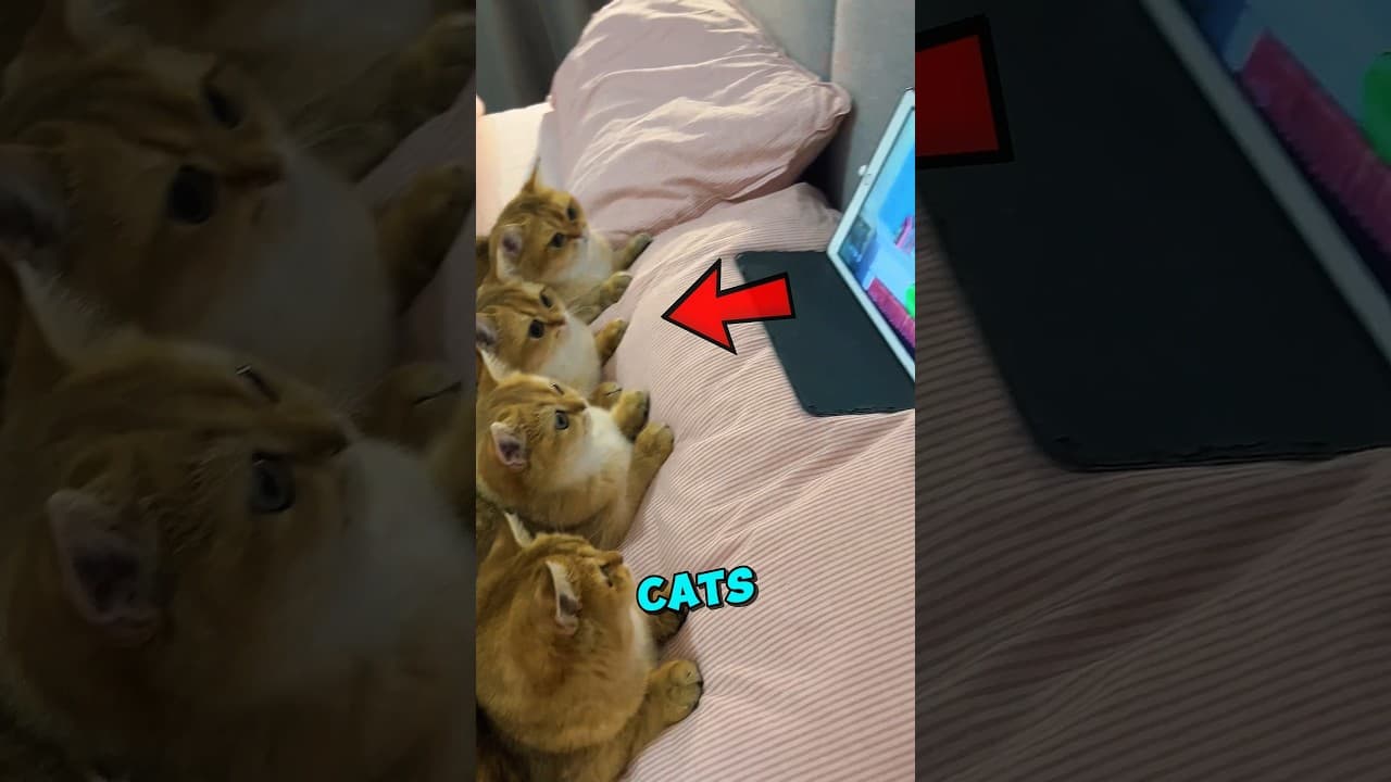 These Cats Forgot To INVITE This Kitten