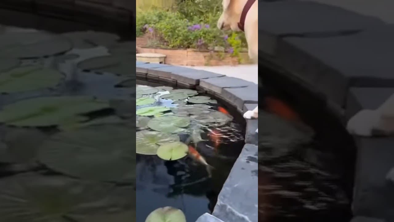This tiny Chihuahua thought he was the boss of the koi pond… until the Labrador stepped in.  #funny