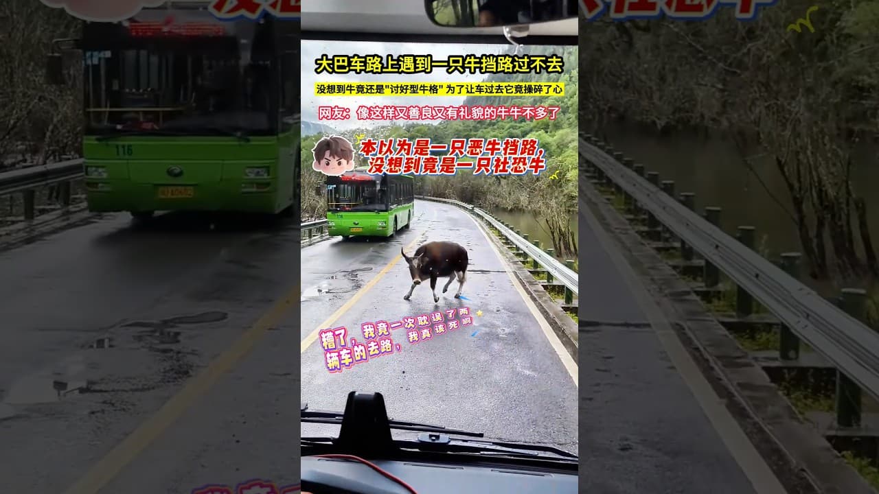 大巴車路上遇到一隻牛擋路過不去，沒想到牛竟還是"討好型牛格" 為了讓車過去它竟操碎了心，網友：像這樣又善良又有禮貌的牛牛不多了！#shorts