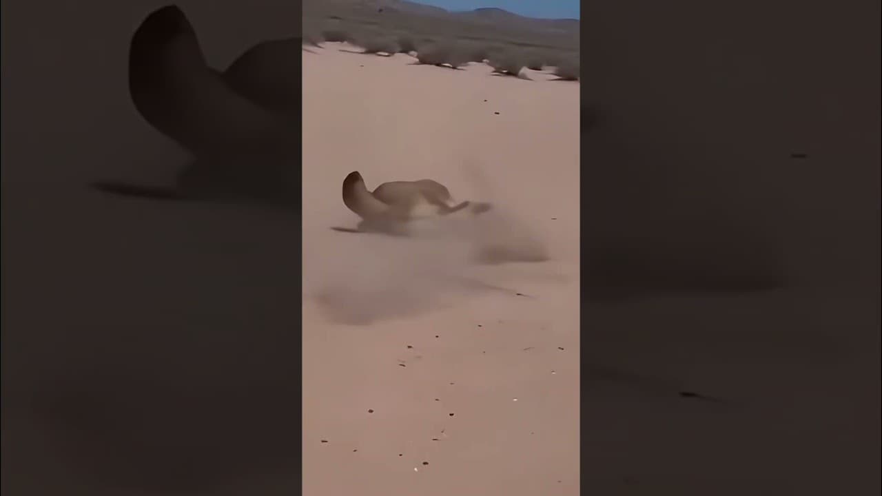 Looney Tunes "Fast and Furry-ous" sprinting in the desert 😂 #coyote #roadrunner