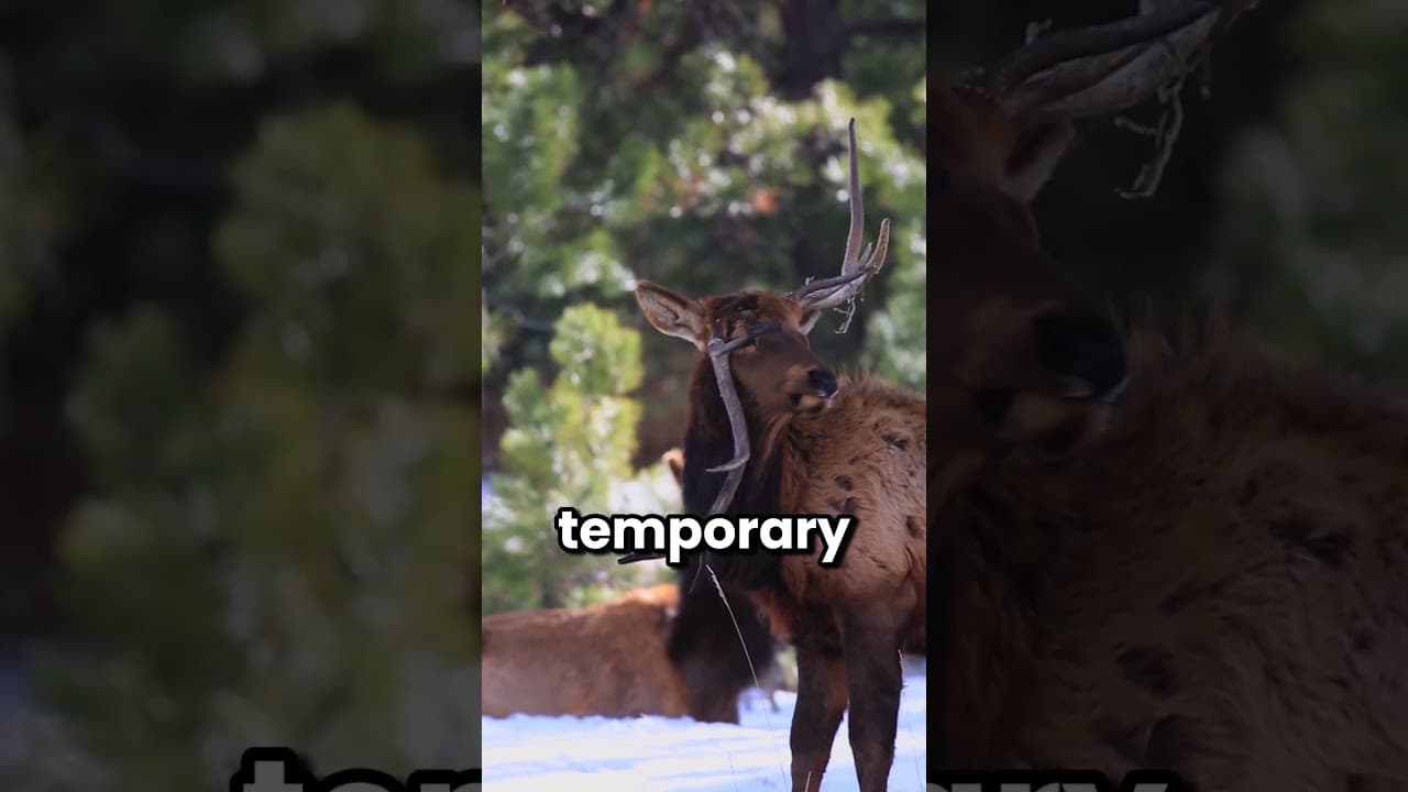 Why Do Deer Drop Their Antlers Every Single Year?