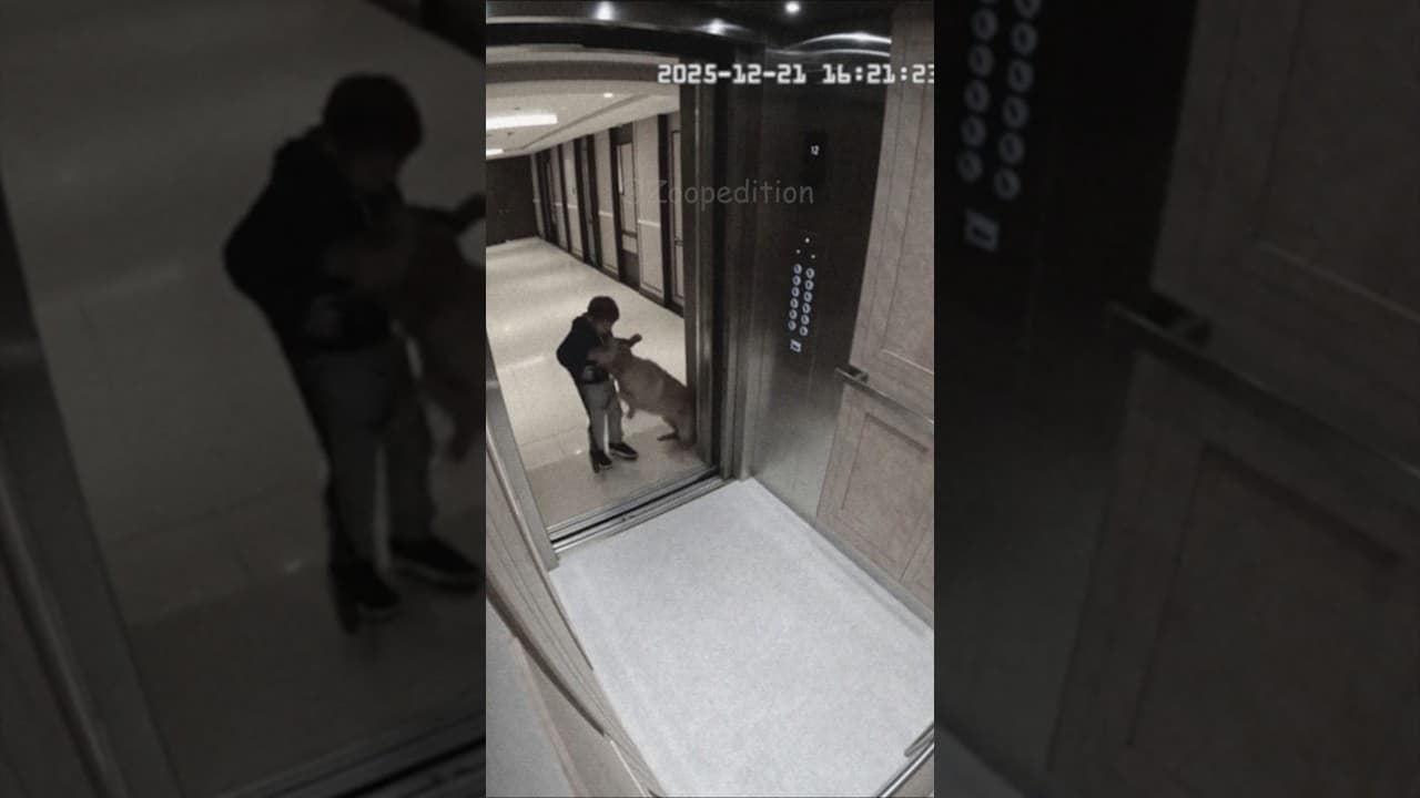 A Dog Acting Strange in Front of the Elevator / 엘레베이터 앞에서 보인 강아지의 이상한 행동 #ai #funny #animals #fyp