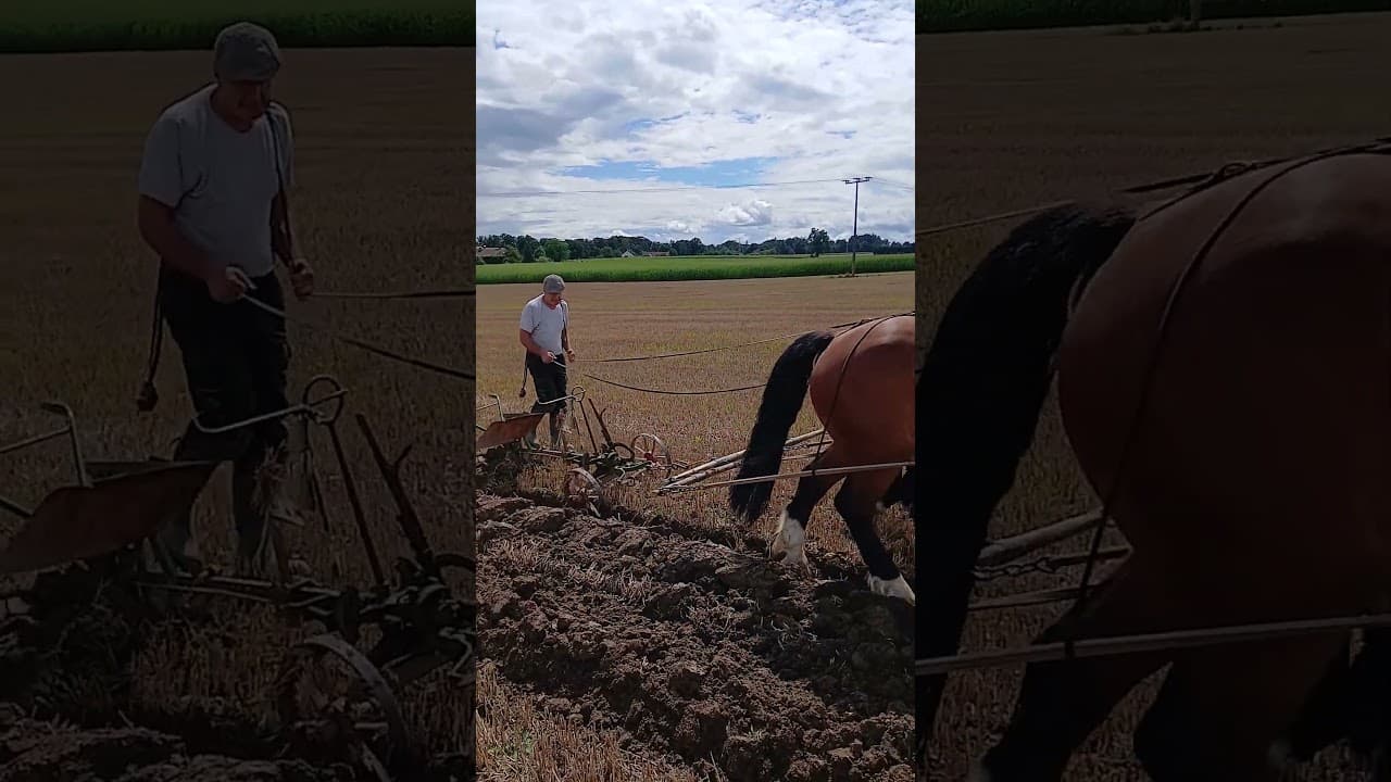 Pferdegespann beim Trainieren für die Süddeutsche Pflügemeisterschaft #drafthorse #Landwirtschaft