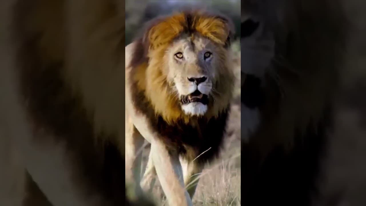Lion stalking hippo