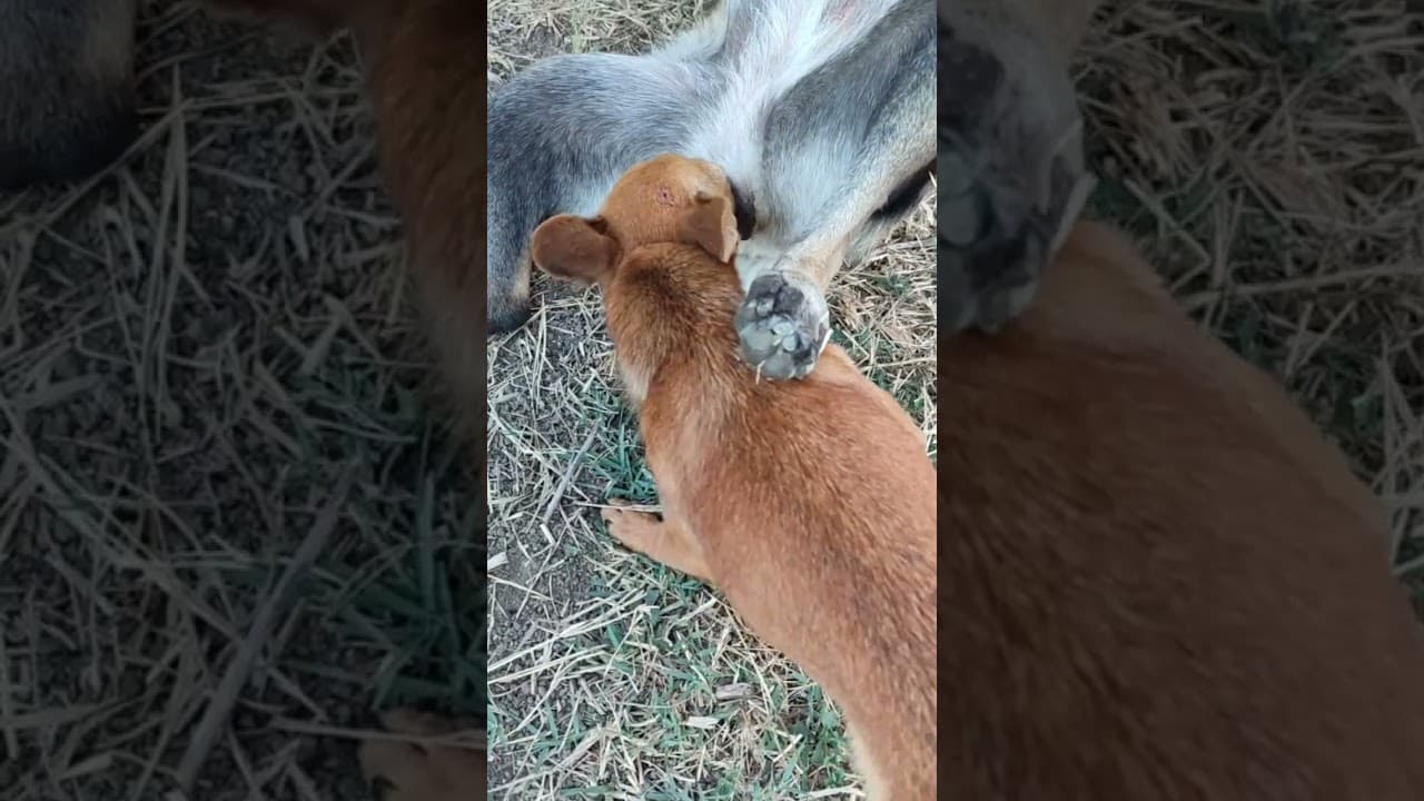 #beautiful #puppy #animals #dog #usa #pets