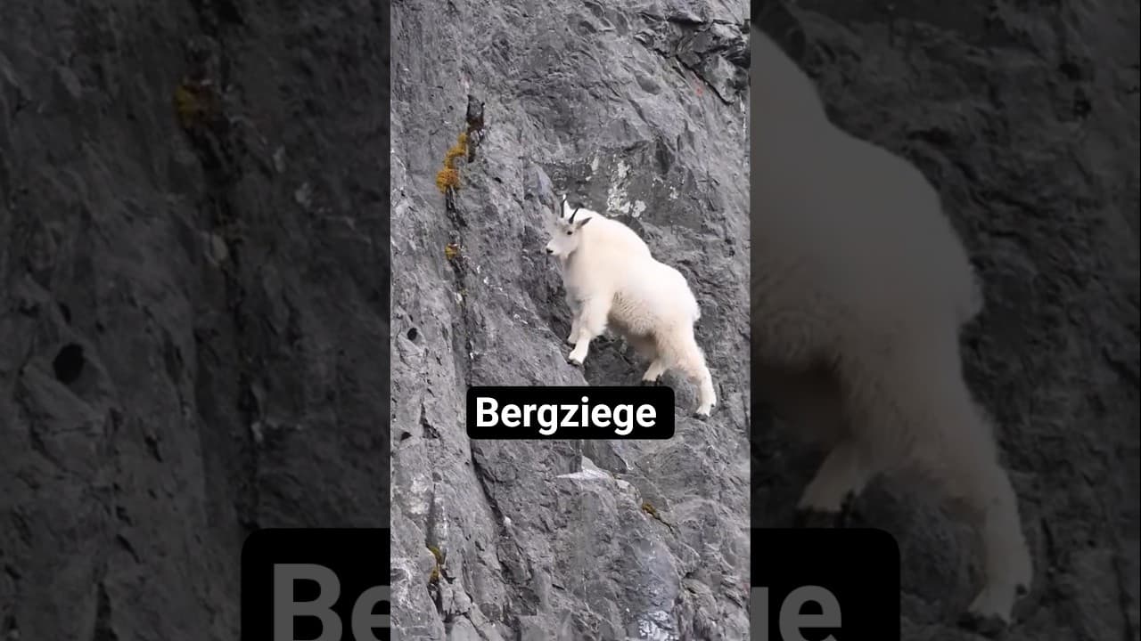 Bergziege: Das Tier, das die Physik ignoriert