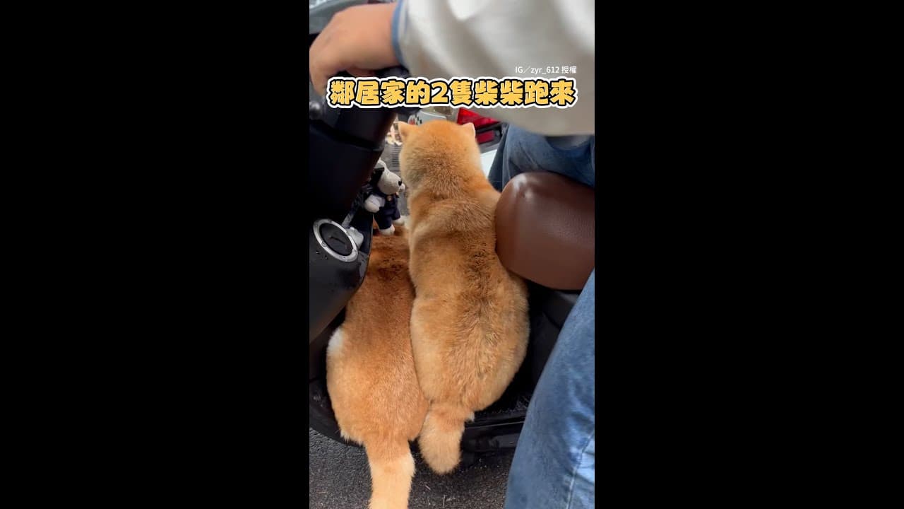 【不要再上來了！】2柴犬硬擠上機車踏板　想去兜風完全趕不走XD #Shorts