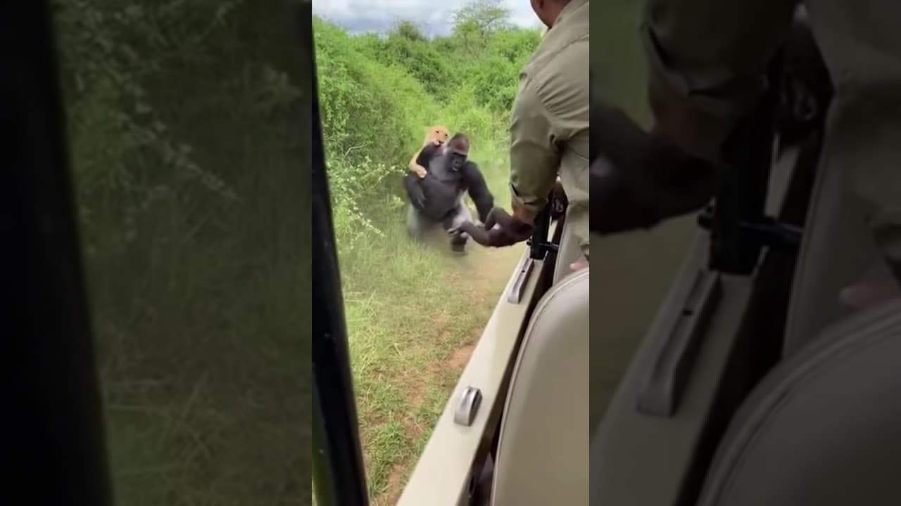 Gorilla Mom Entrusts Baby, Faces Lion
