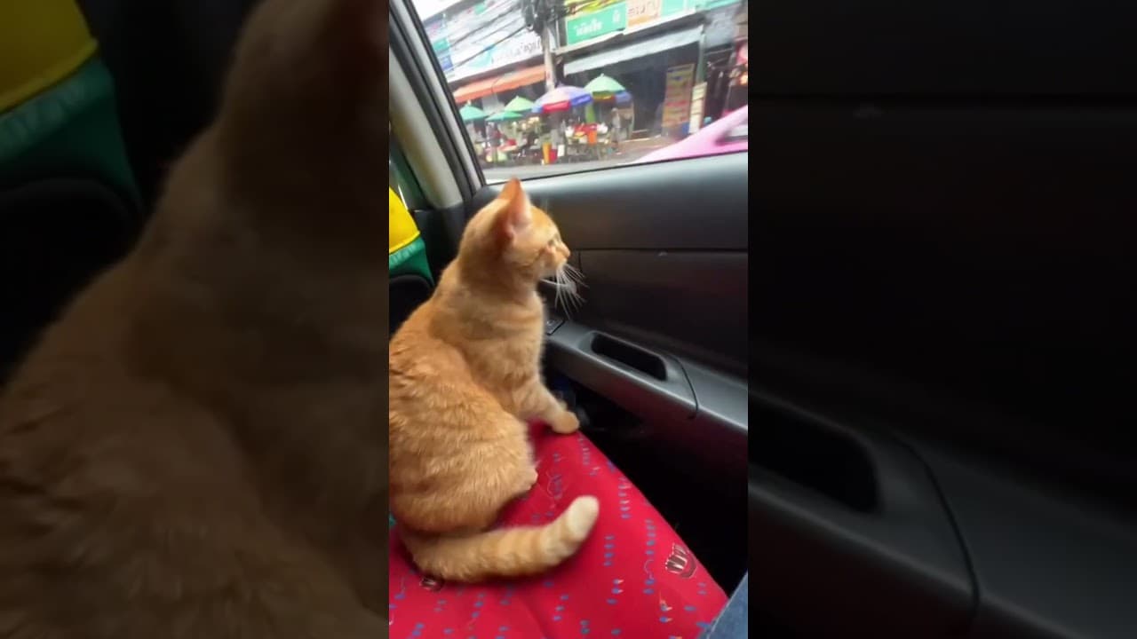 Fahre niemals mit diesem Typen Auto