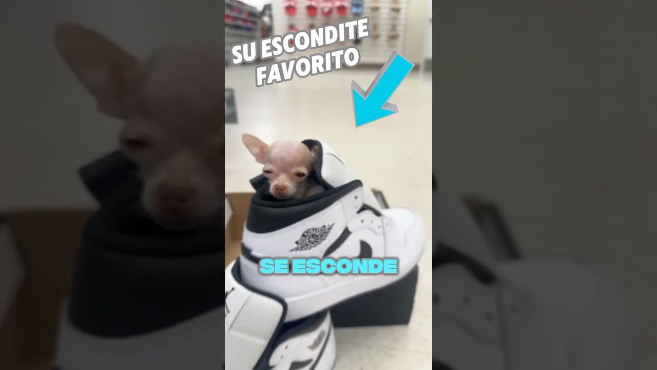 El Perro Más Pequeño del Mundo 🐶✨ (@mini.mew.official/IG) #shorts