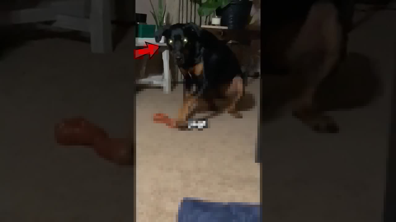 Das hat er nicht kommen sehen… 😳