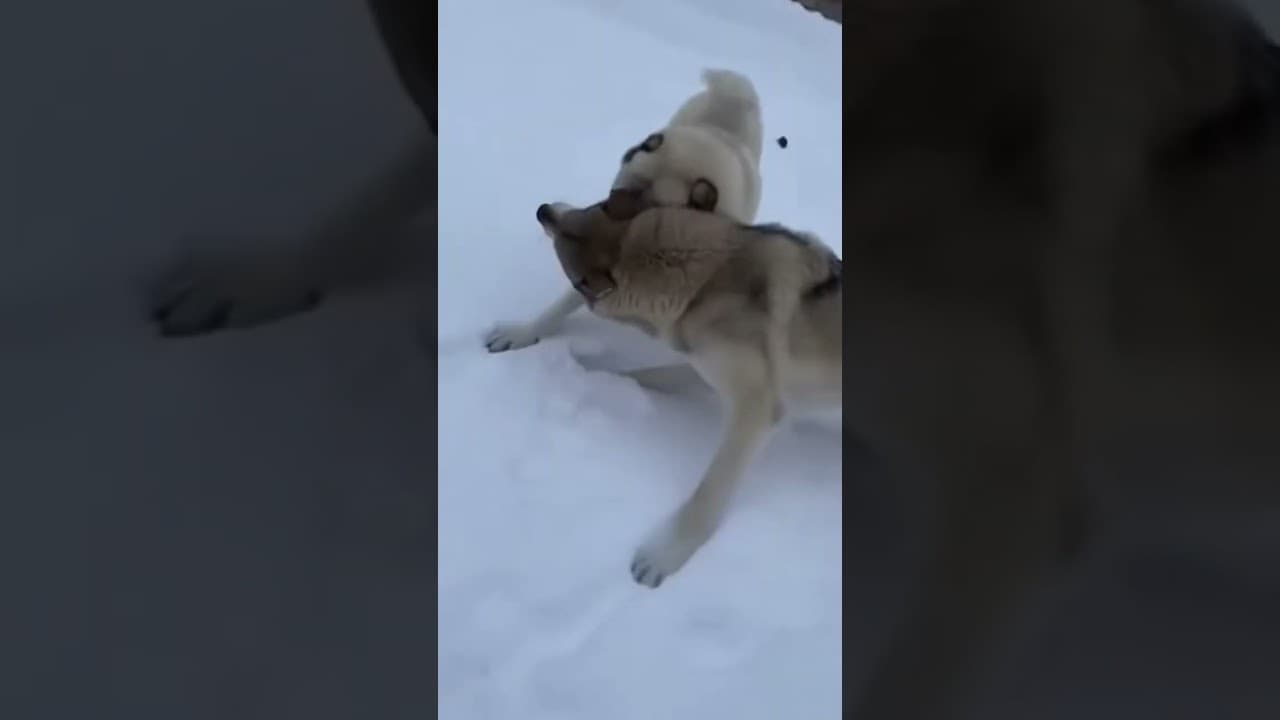 PART 1. Kangal hears its owner's voice. 👑 #kangal #animals #bordercollie