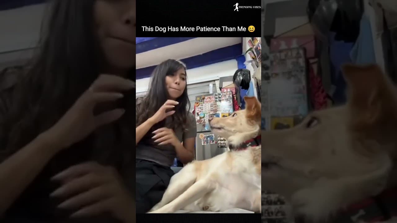 💚This Dog Has More Patience Than Me 😂 #funnydog #cutedog #trending #viralvideo #shorts #dog