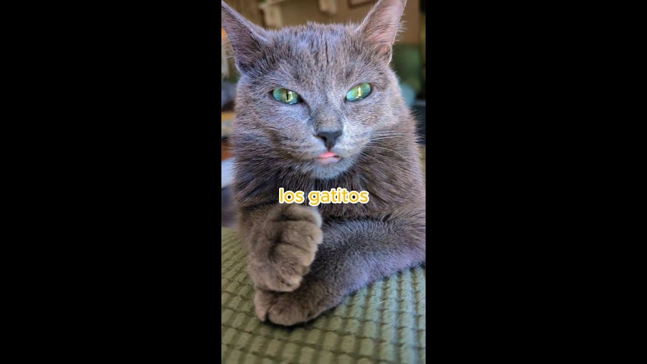 El Catnip es una droga 🙀 #shorts #mascotas #gatos