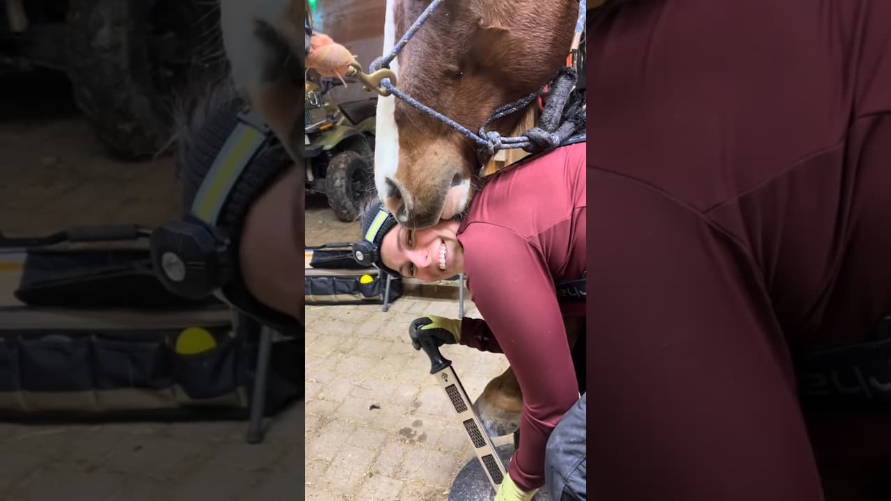 Shire Horse Shoe Restoration 🩷🩷 #hoove #odlysatisfying #asmr