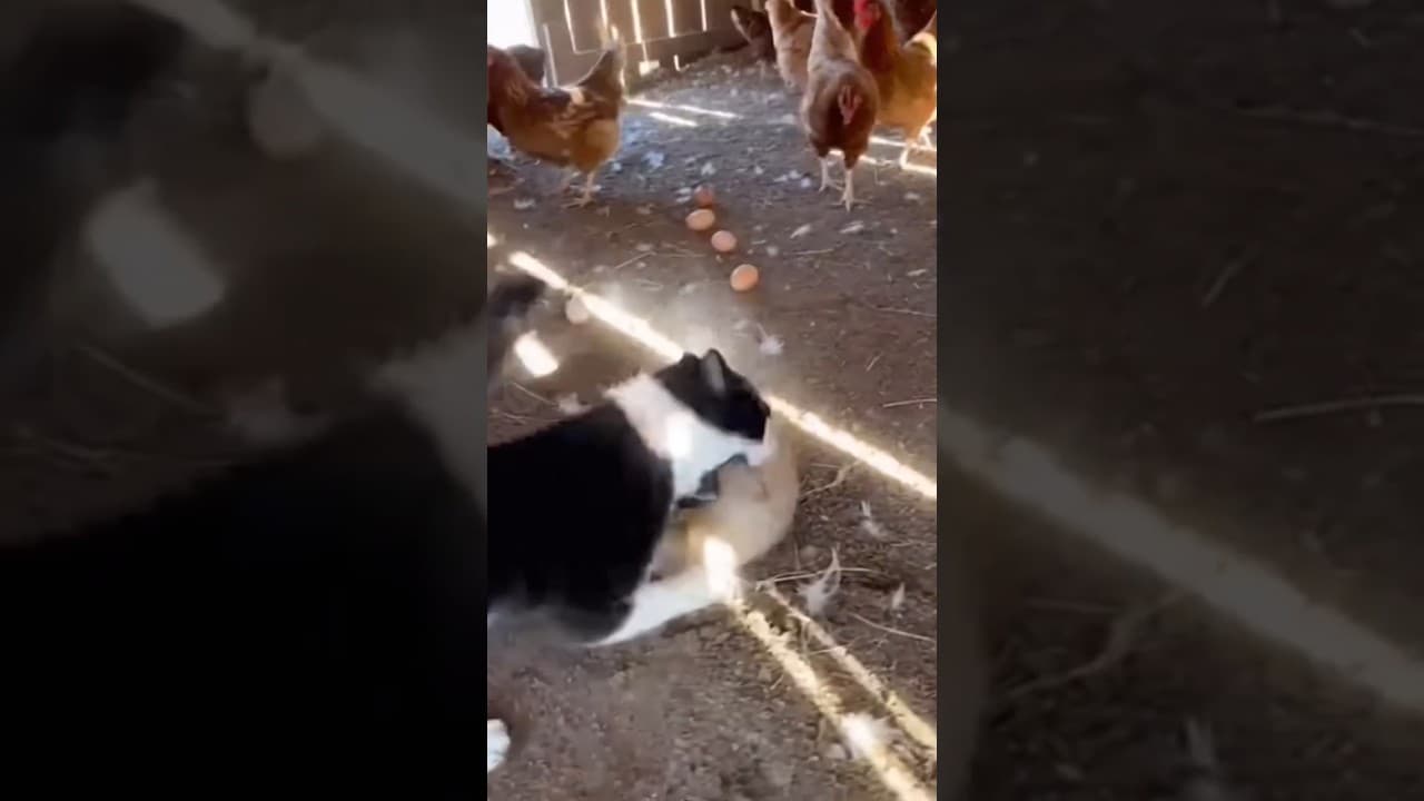 Gatinho defende o galinheiro 🤣