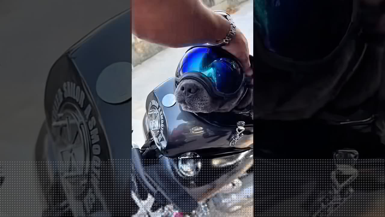 😎 #motorcycle #bikelife  #harleydavidson #dog #funny