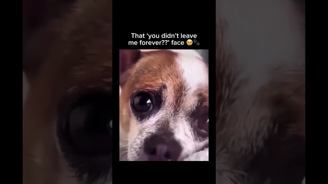 Stay inspired – subscribe for new content! 🔥 #touching#petlove#doglove