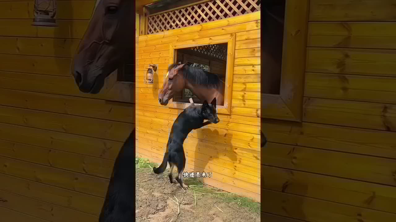 狗狗真的比人还要懂事 #有趣