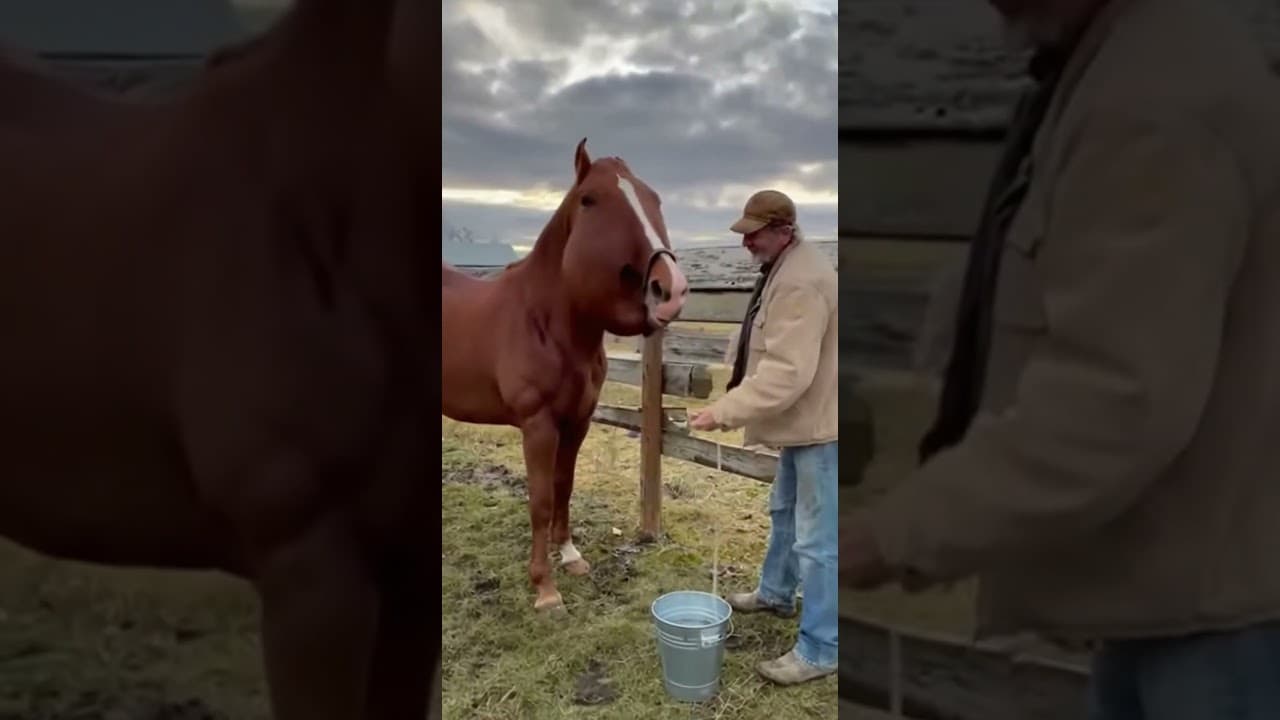 Why is the horse's head swollen ? #rescue #animals #wildliferescue #horse