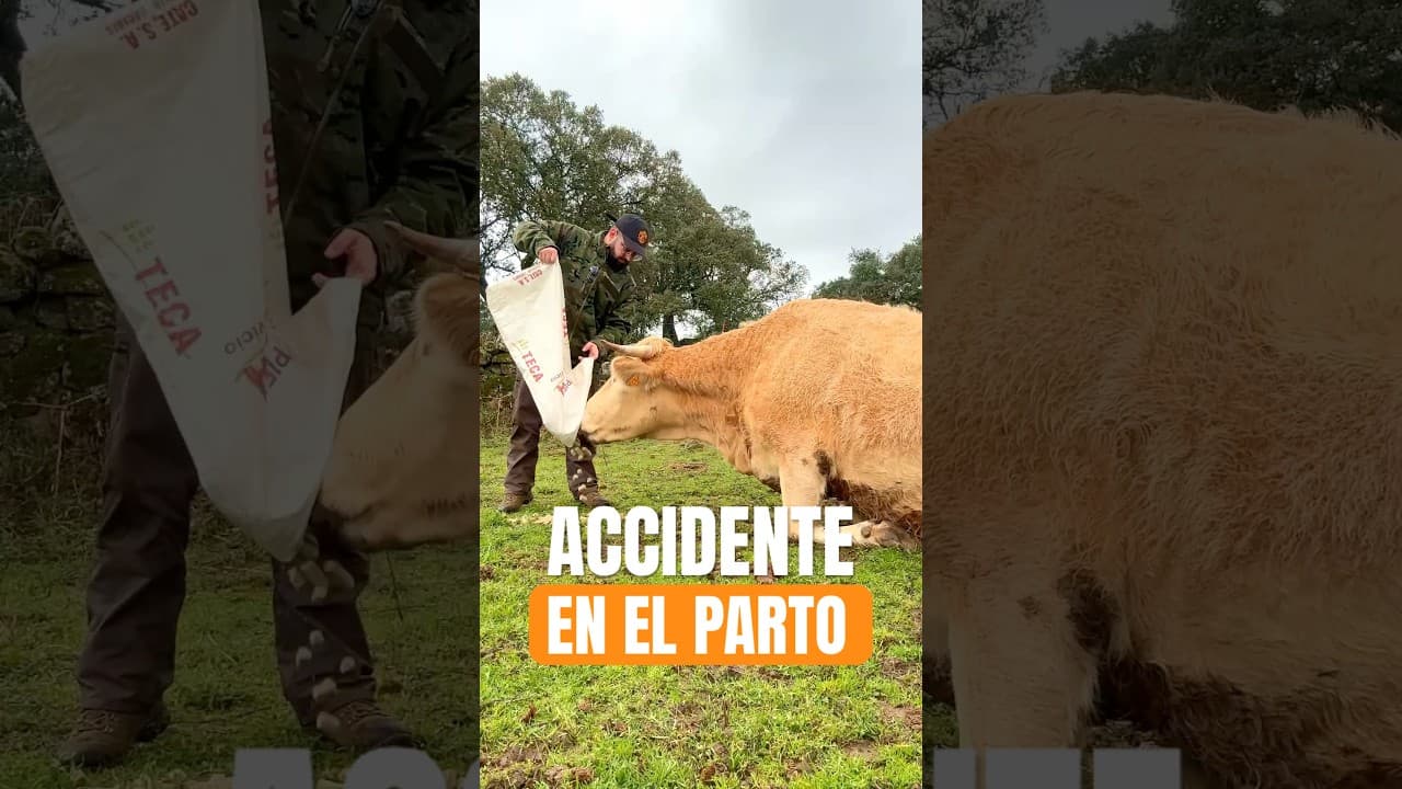 La REALIDAD que NADIE cuenta #vacas #animales #ganaderia #extremadura #veterinaria