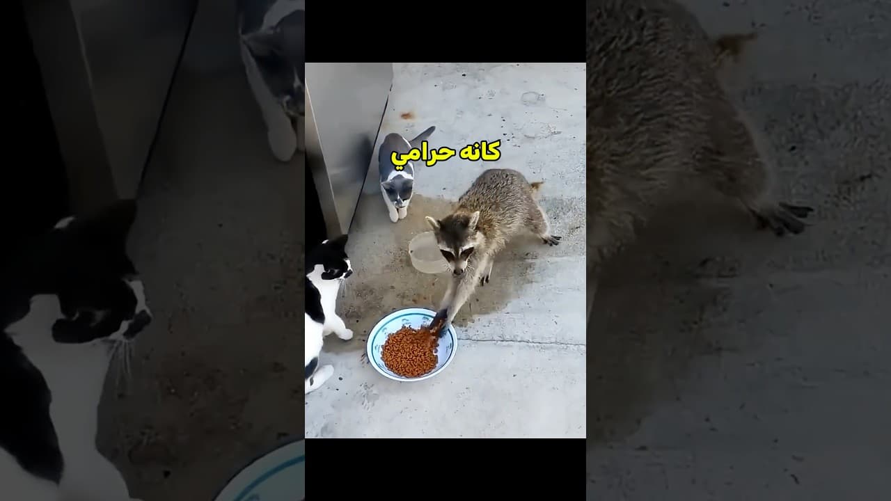 الراكون خرب السهرة 😨 #shortvideo