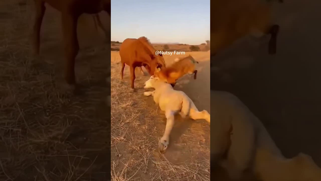 Greedy fox gets kicked out by the horse in one blow!