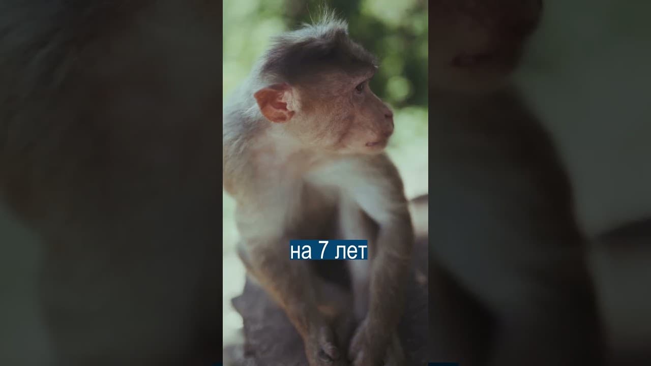 Лекарство от Старости Оказалось Правдой