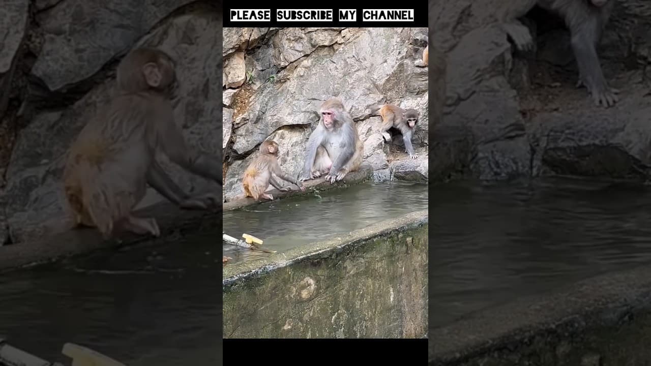 Funny monkey videos #funny #monkey #animals #shorts