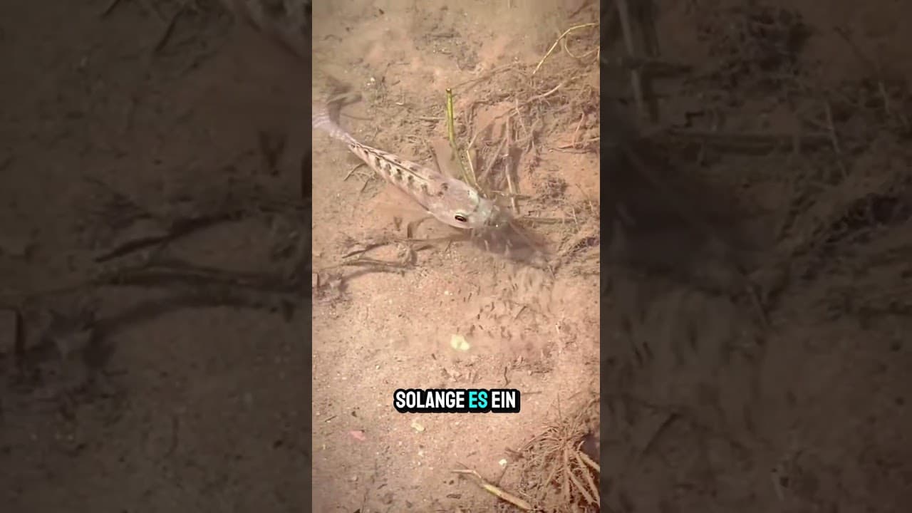 Sie vergraben Fische