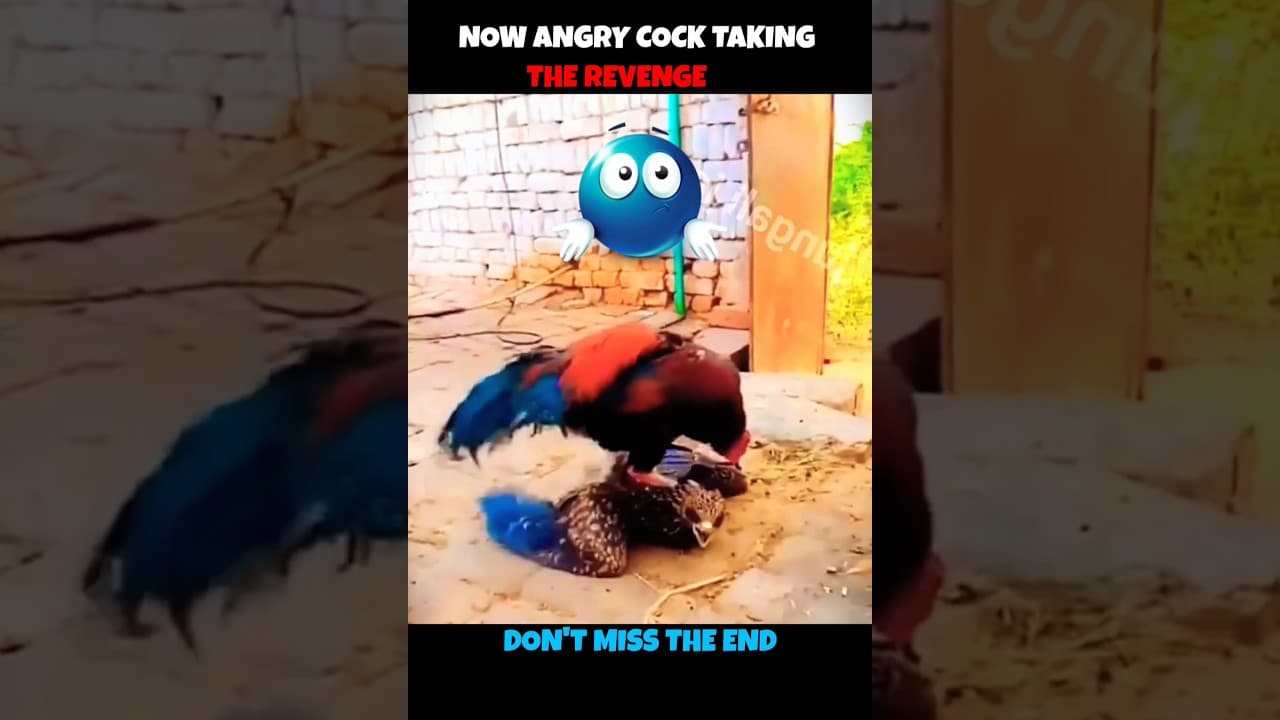 Eagle V/S Chicken #viralshorts #viralytshorts #shorts #animalshorts #ytshorts #wildlife #animal